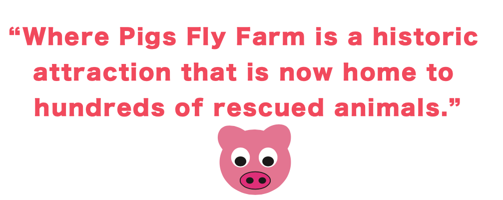 Where Pigs Fly Farm Pull Quote Graphic